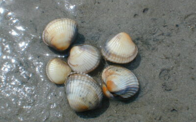 Pêche à pied dans le Calvados