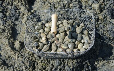 Pêche à pied dans le Finistère