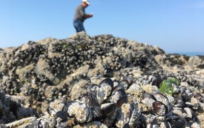 Pêche à pied dans le Pas-de-Calais