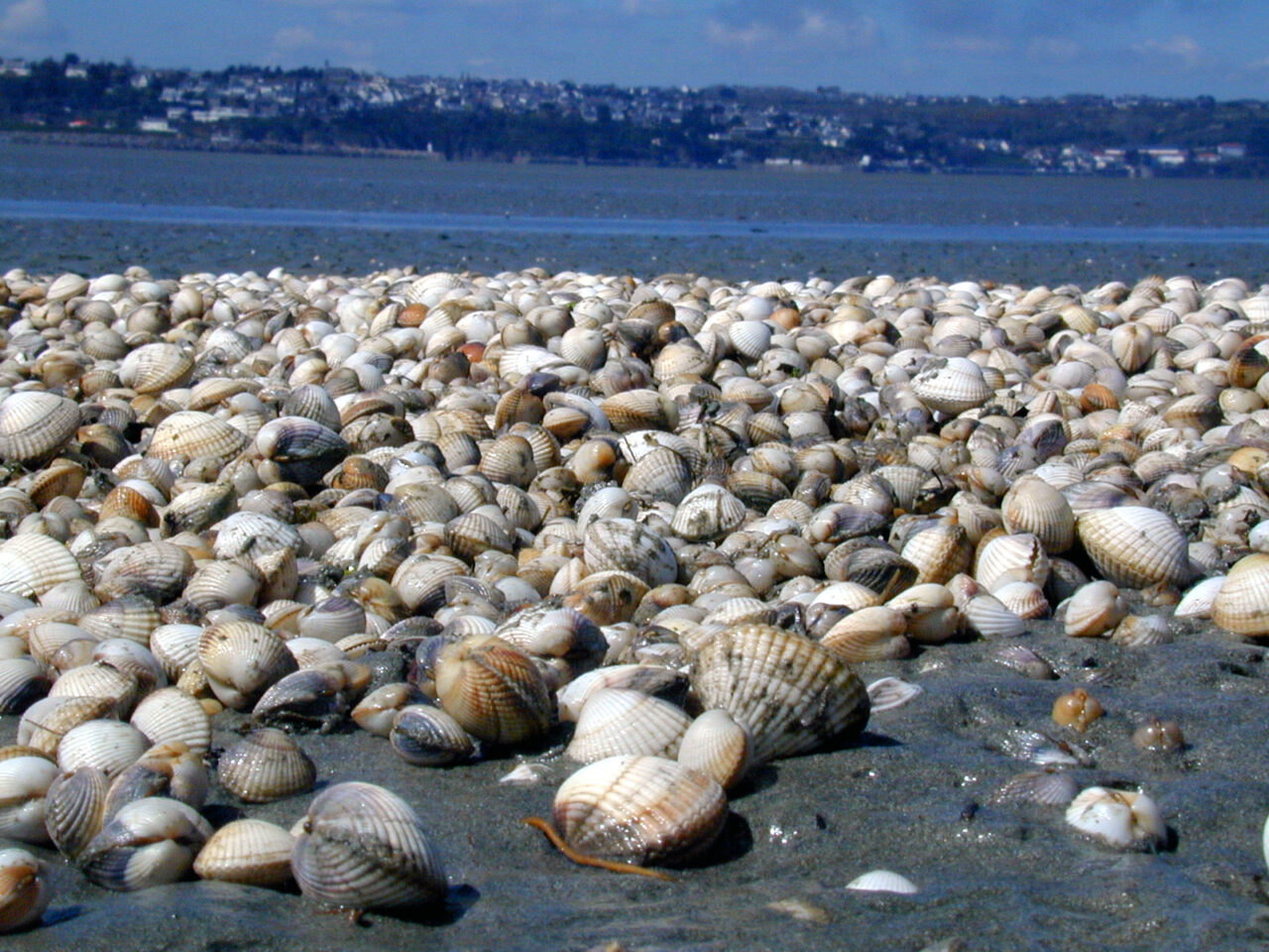 Baie de Somme Pour une pêche à pied de loisir durable en France — free download