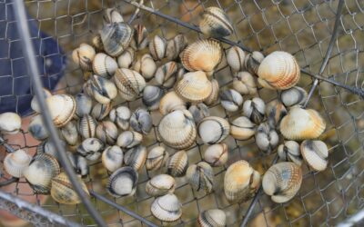 Pêche à pied dans le Finistère