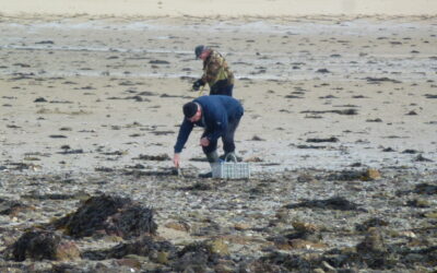 Pêche à pied dans le Morbihan