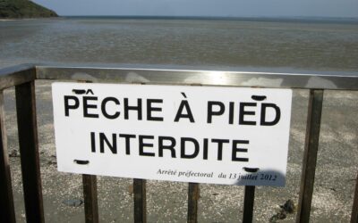 Pêche à pied dans le Nord