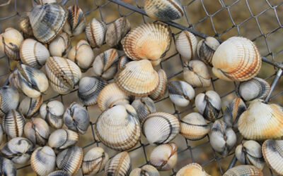 Pêche à pied dans le Morbihan