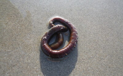 Pêche à pied dans le Pas-de-Calais et la Somme