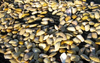 Pêche à pied dans le Finistère