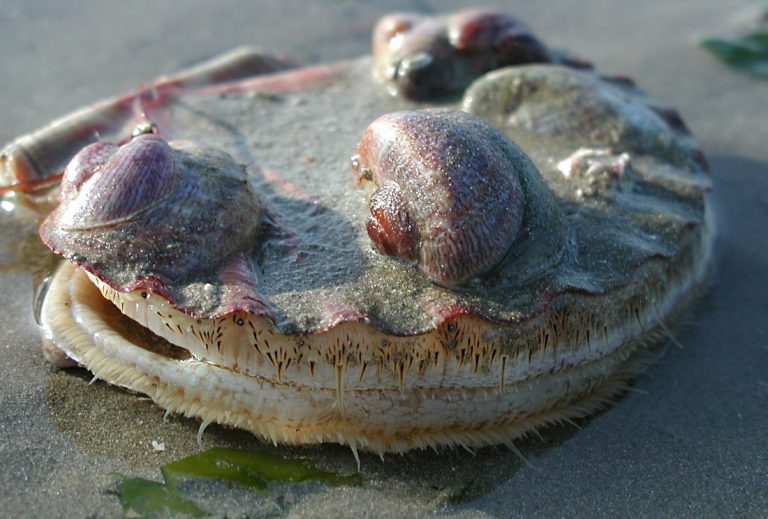 Coquille-Saint-Jacques