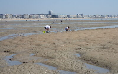 Pêche à pied en Pays de la Loire