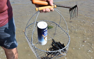 Présence d’une bactérie en baie d’Authie