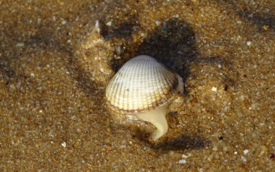 Pêche à pied en Manche