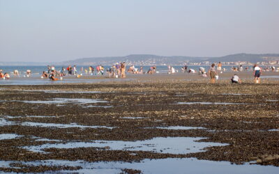 Pêche à pied dans le Calvados