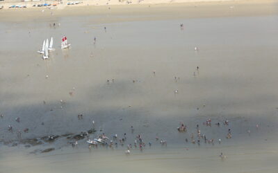 Algues toxiques dans le Morbihan