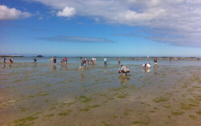 Pêche à pied dans la Manche