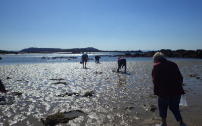 Algues toxiques dans le Morbihan