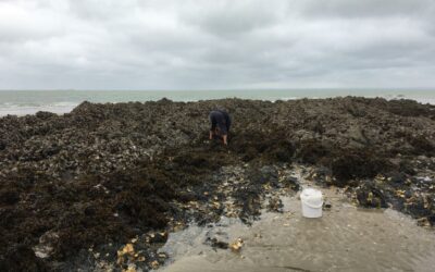 Pêche à pied dans la Manche