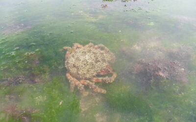 Vous avez pêché une araignée de mer marquée !