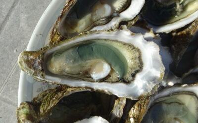 Pêche à pied dans le Finistère