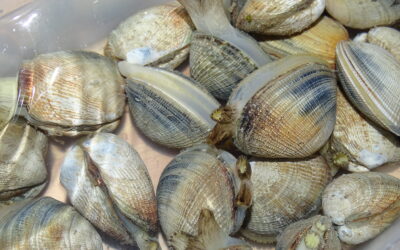 Pêche à pied dans le Calvados