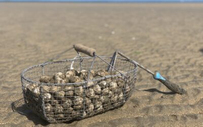 Pêche à pied en baie de Lannion