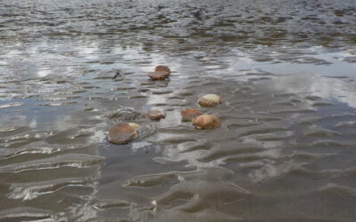 Pêche à pied en Charente-Maritime