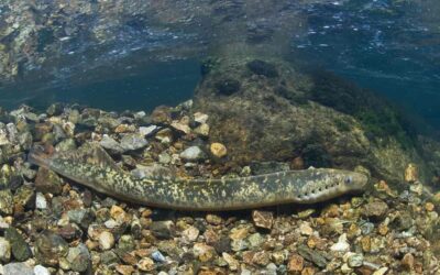 Préservation des poissons amphihalins en baie de Seine occidentale