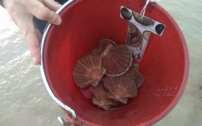 Situation de la pêche de la Coquille Saint-Jacques en Manche Est