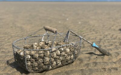 Pêche à pied dans les Côtes d’Armor