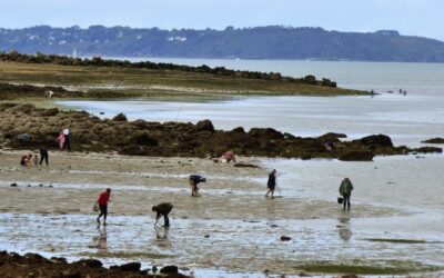 Le rapport du comptage national des pêcheurs à pied 2023 est en ligne